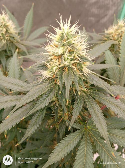 dutch passion. Week 14