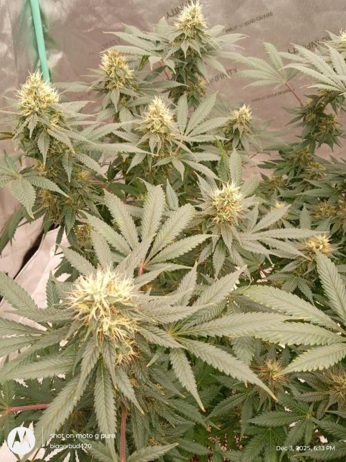 dutch passion. Week 14