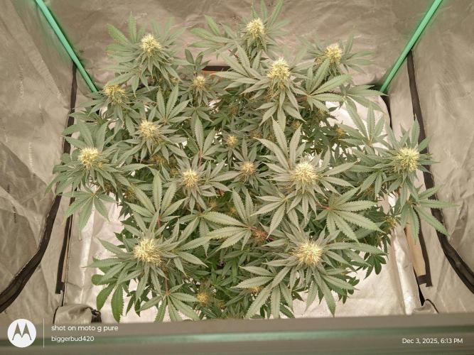 dutch passion. Week 14