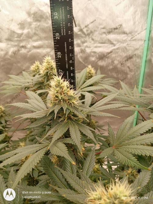 dutch passion. Week 14