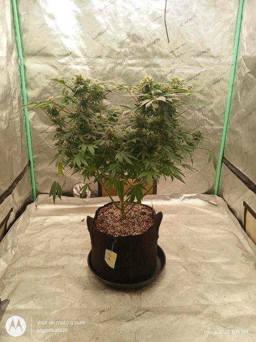 dutch passion. Week 14