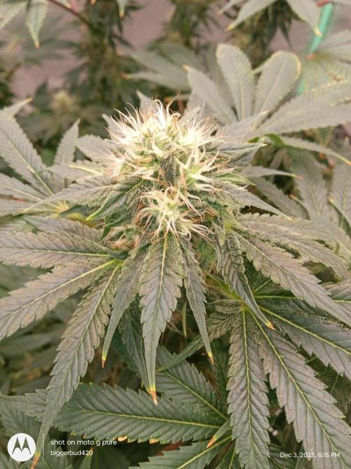 dutch passion. Week 14