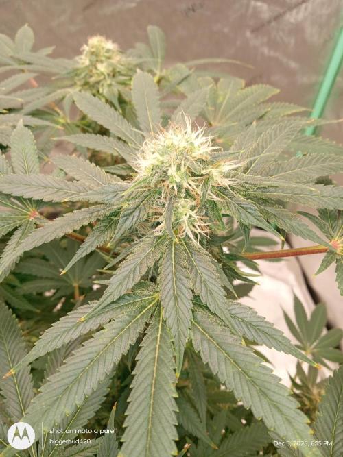 dutch passion. Week 14