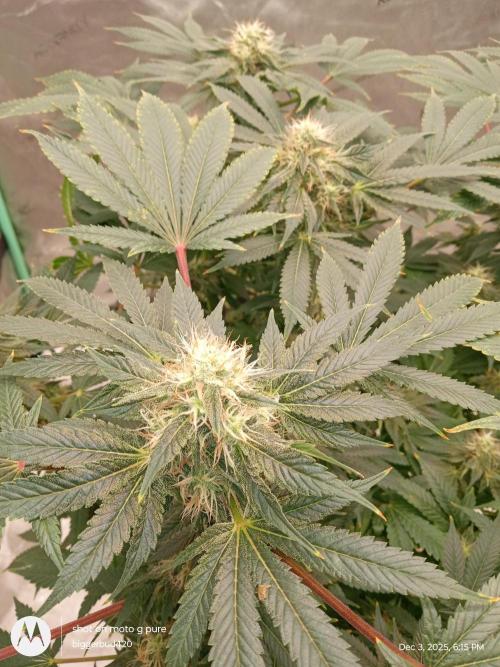 dutch passion. Week 14