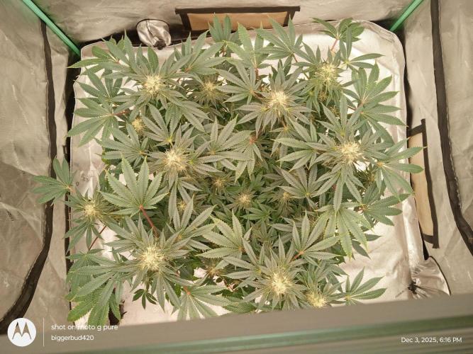 dutch passion. Week 14