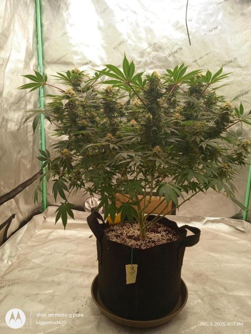 dutch passion. Week 14