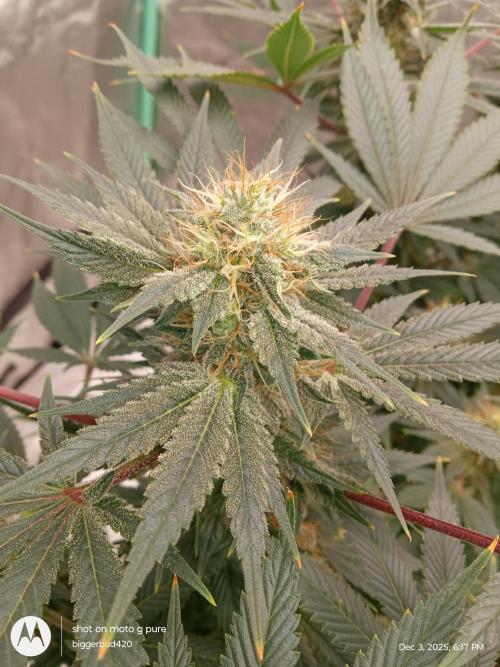 dutch passion. Week 14