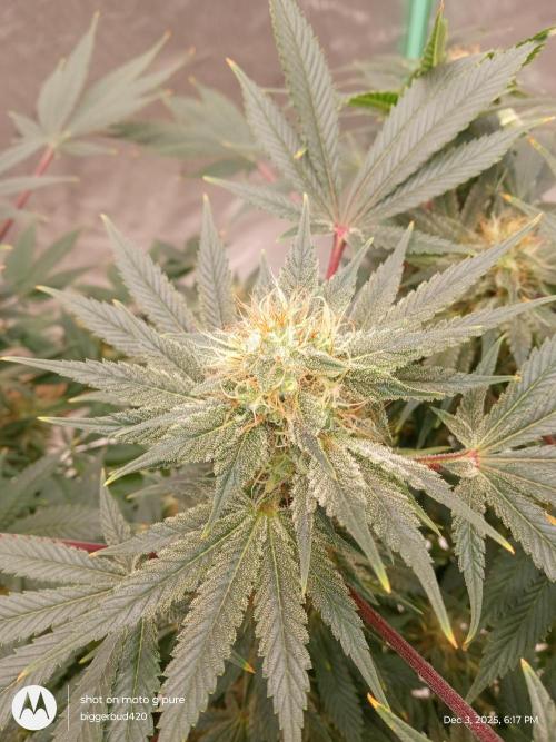 dutch passion. Week 14