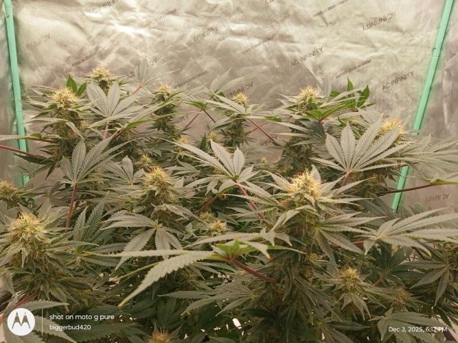 dutch passion. Week 14