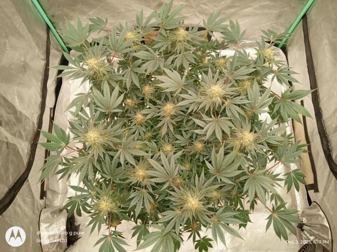 dutch passion. Week 14