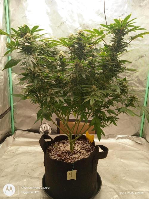 dutch passion. Week 14