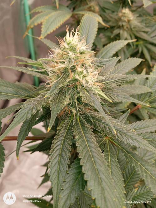 dutch passion. Week 14