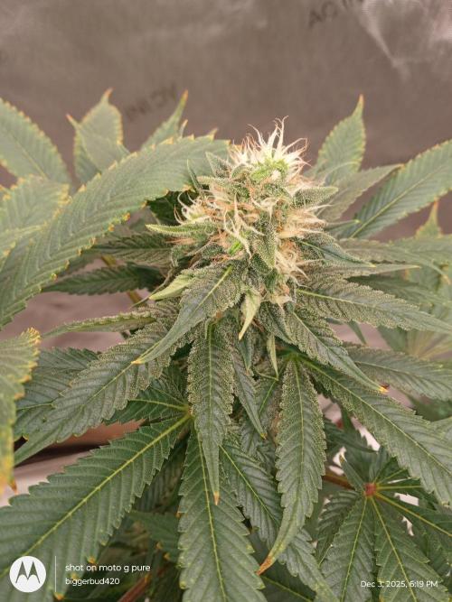 dutch passion. Week 14