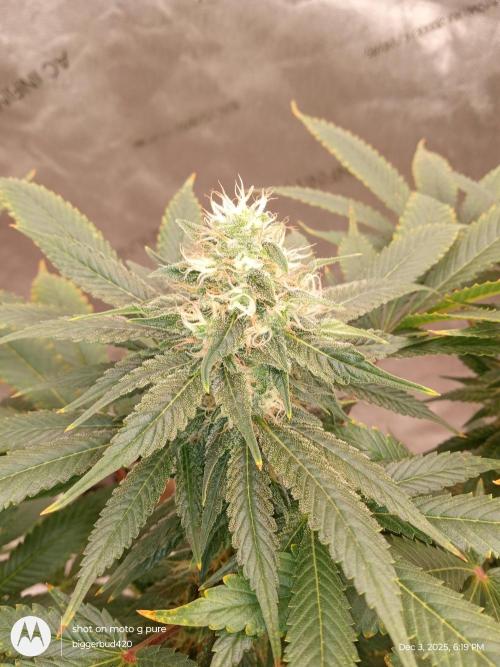 dutch passion. Week 14