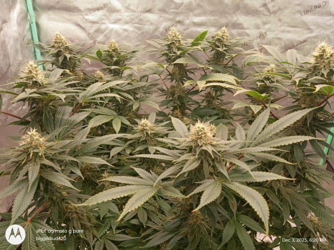 dutch passion. Week 14