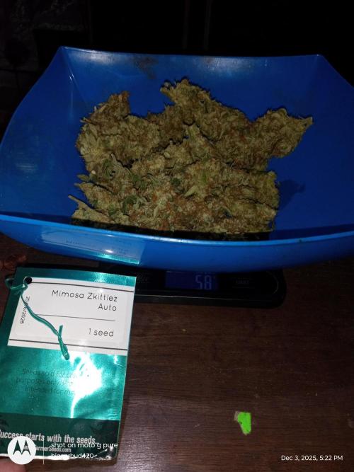 ganja farmer 2. Week 13