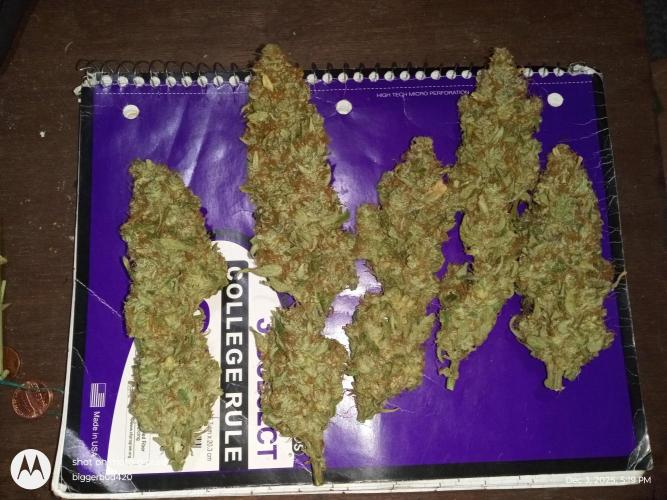 ganja farmer 2. Week 13