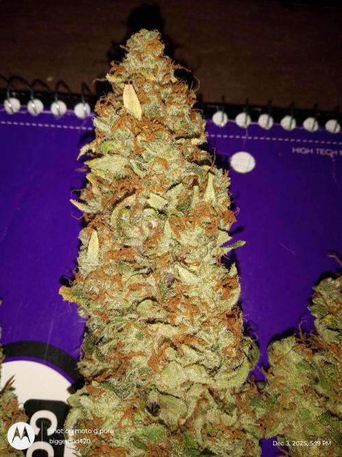 ganja farmer 2. Week 13