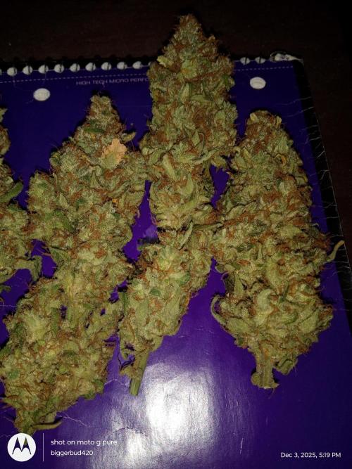 ganja farmer 2. Week 13