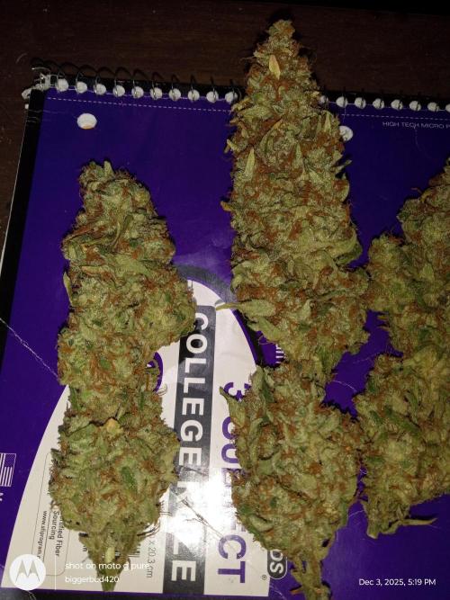 ganja farmer 2. Week 13