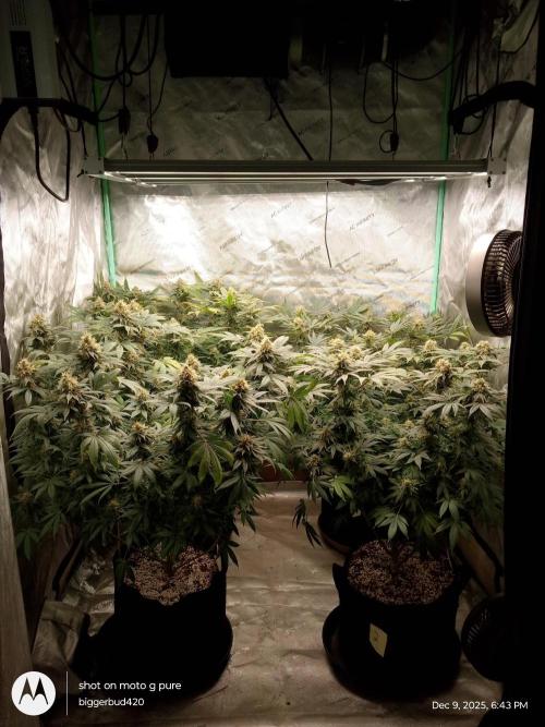 dutch passion. Week 15