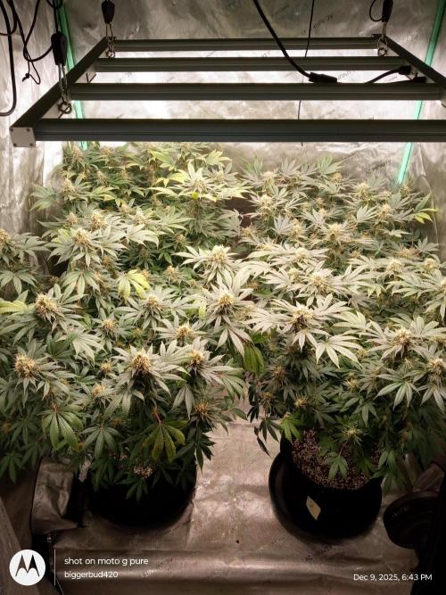 dutch passion. Week 15