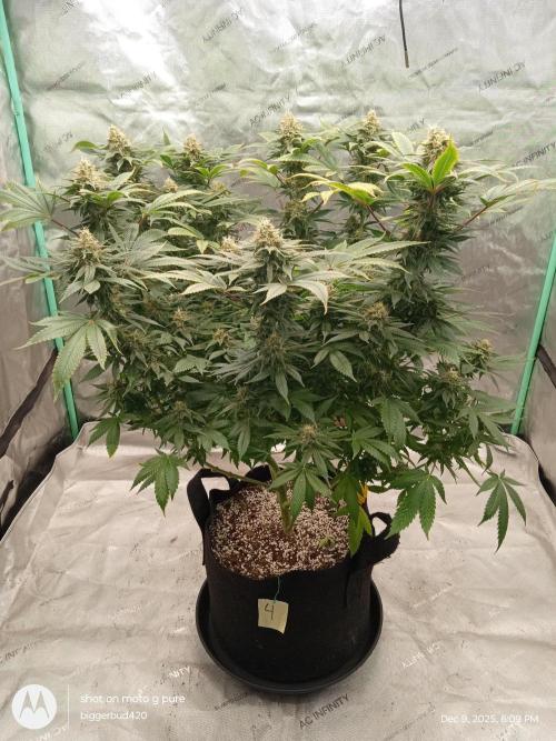 dutch passion. Week 15