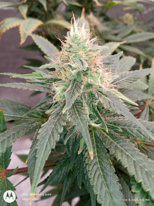 dutch passion. Week 15