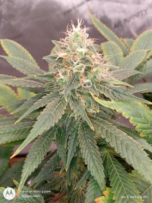 dutch passion. Week 15