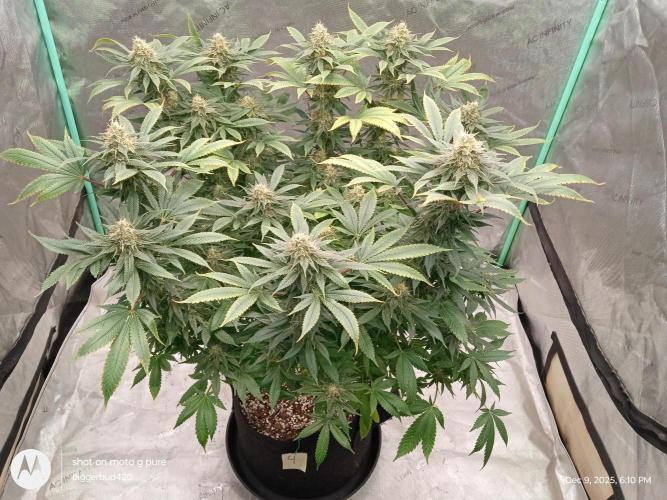 dutch passion. Week 15