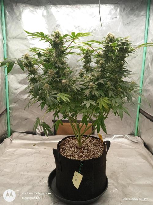 dutch passion. Week 15