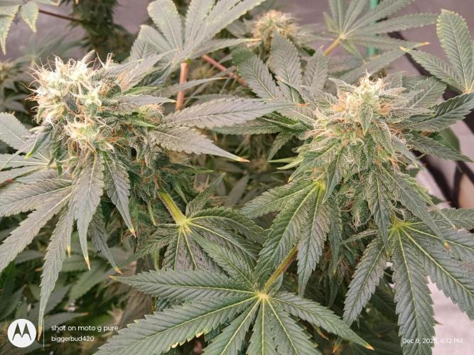 dutch passion. Week 15