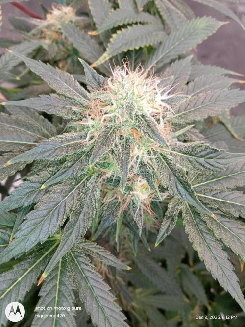 dutch passion. Week 15