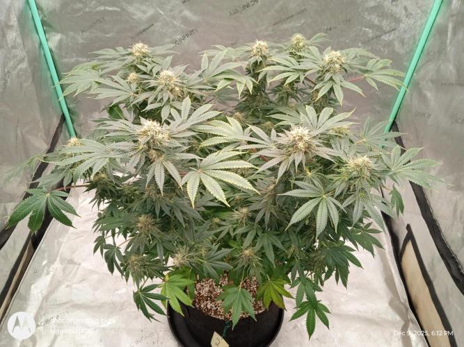 dutch passion. Week 15