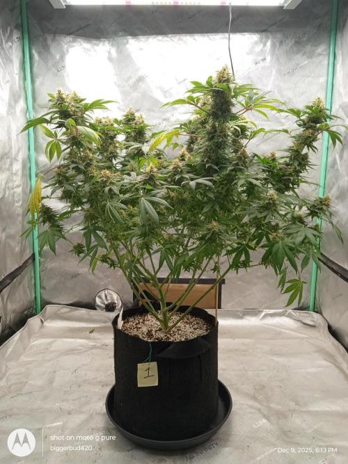 dutch passion. Week 15