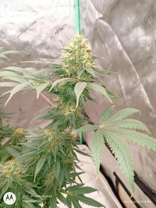 dutch passion. Week 15