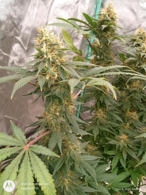 dutch passion. Week 15