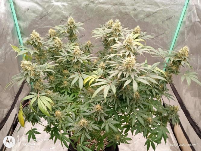 dutch passion. Week 15