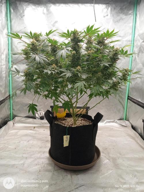 dutch passion. Week 15