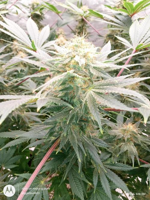 dutch passion. Week 15