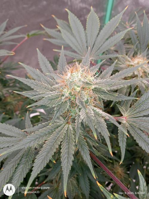 dutch passion. Week 15