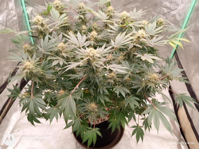 dutch passion. Week 15