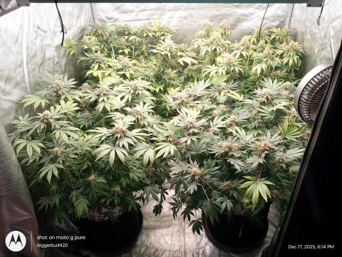 dutch passion. Week 16