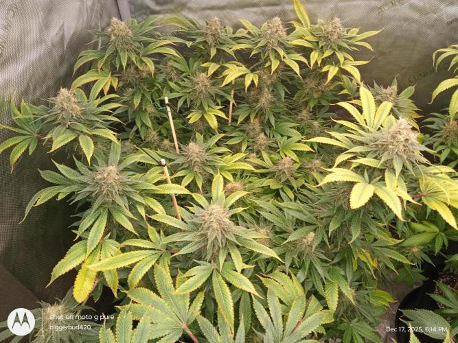 dutch passion. Week 16