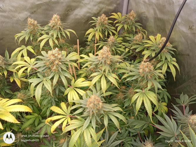 dutch passion. Week 16