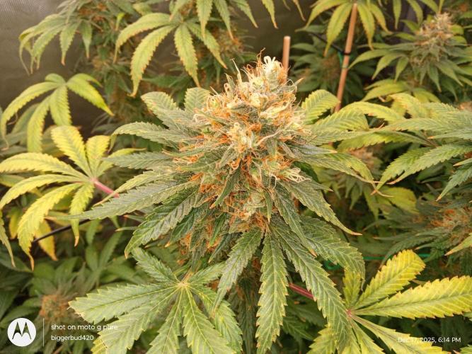 dutch passion. Week 16