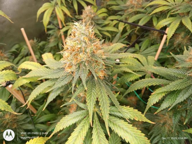 dutch passion. Week 16