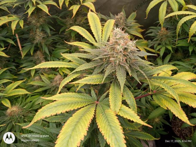 dutch passion. Week 16