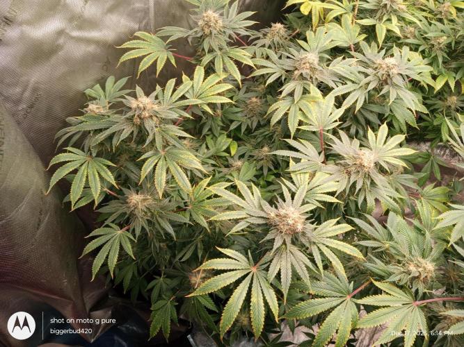 dutch passion. Week 16