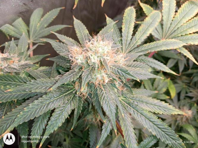 dutch passion. Week 16